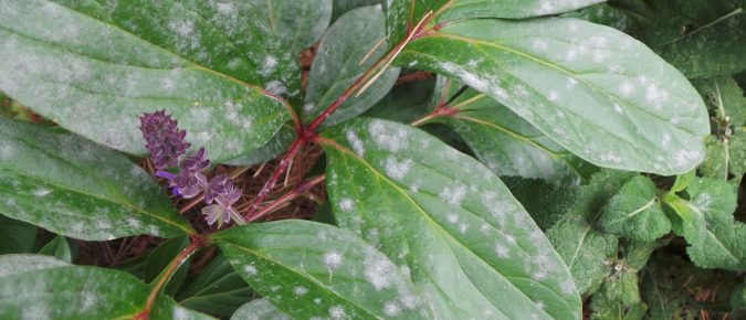 Powdery Mildew – Herbaceous Ornamental