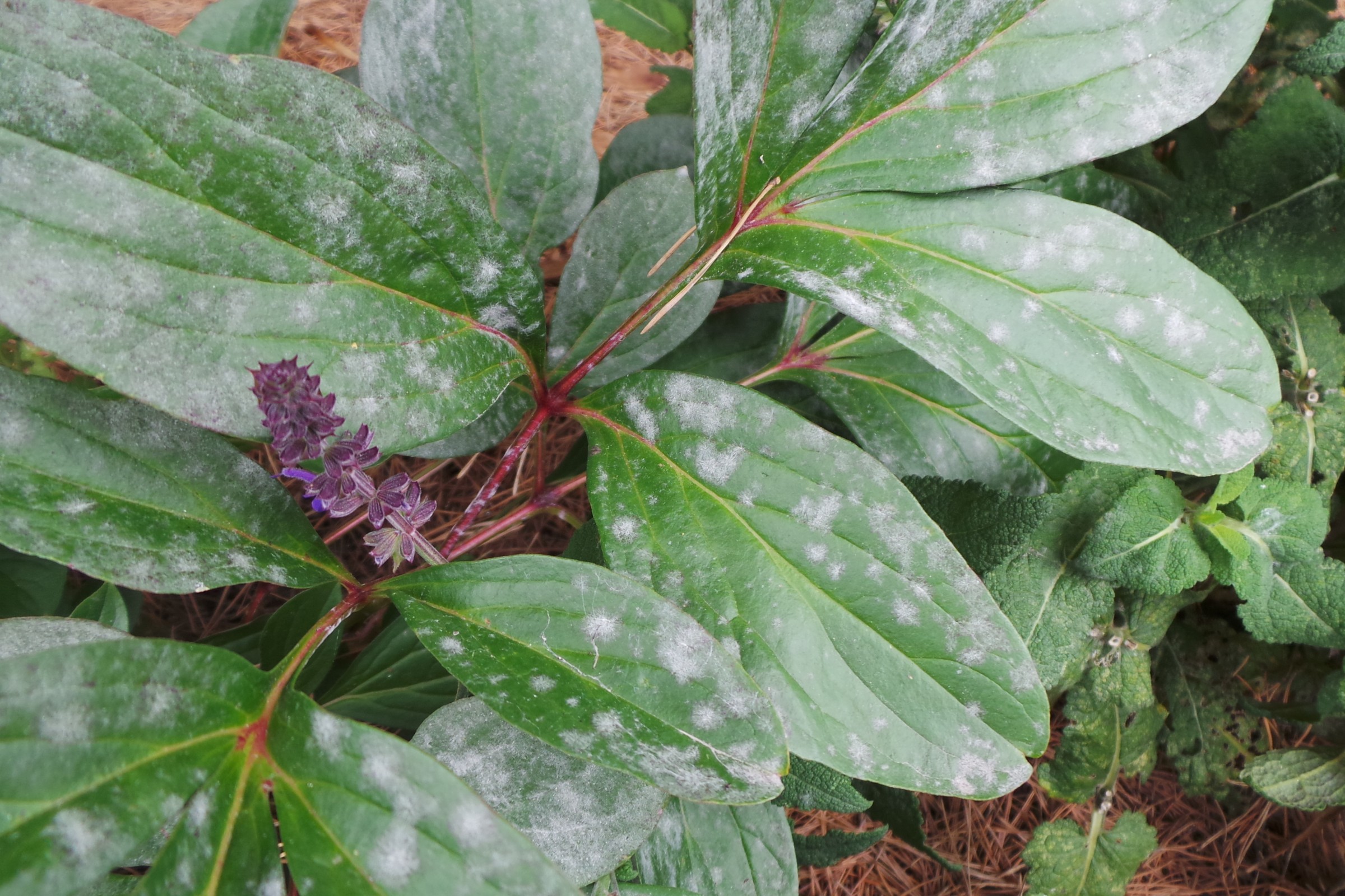 image of white mildew on green leaves