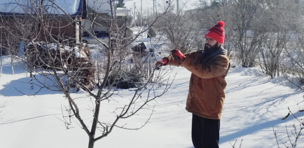 Training and Pruning Apple Trees