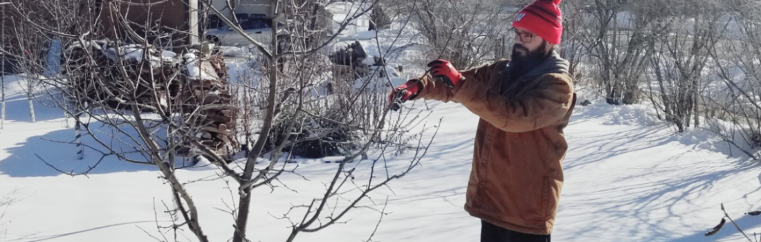 Pruning Evergreens – Wisconsin Horticulture