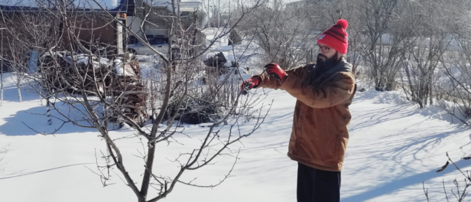 Training and Pruning Apple Trees