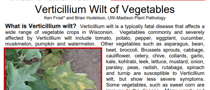 Verticillium Wilt of Vegetables