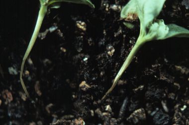 Image of nearly dead seedling