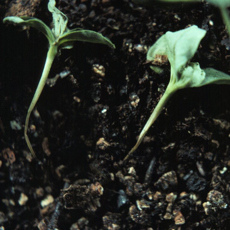 Dampening Damping-Off: Tips on Seed Starting to Avoid Disease