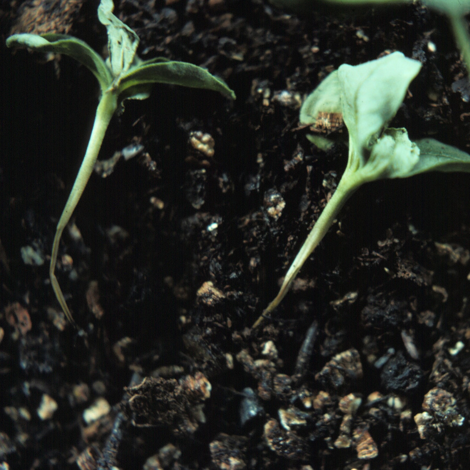 Image of nearly dead seedling