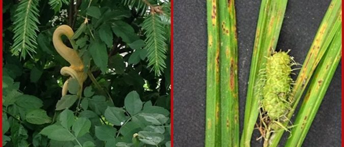 Elderberry Rust