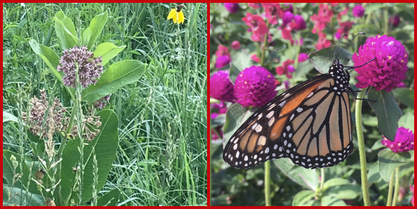 are butterfly bushes poisonous to dogs