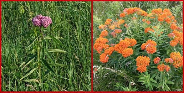 Are butterfly bushes 2024 toxic to dogs