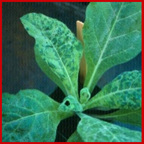Image of plant with tobacco mosaic