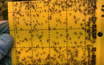 image of insects stuck to yellow trap