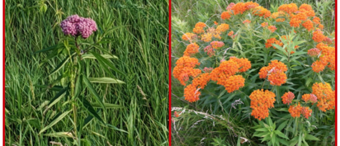 Milkweed (Ornamental Plants Toxic to Animals) – Wisconsin Horticulture