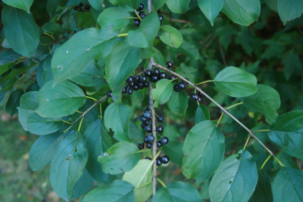 Common and Glossy Buckthorns