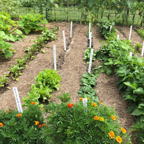 How to Make a Flower Bed & Prepare Soil