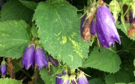 Photo of purple Flowers