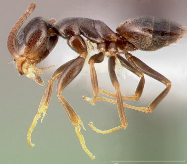 Odorous House Ants – Wisconsin Horticulture