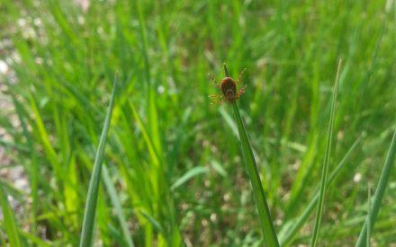 Spring is Tick Season in Wisconsin