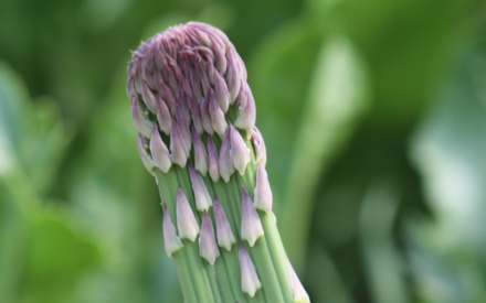 Fascinating Fasciated Plants Springing Up Around Wisconsin