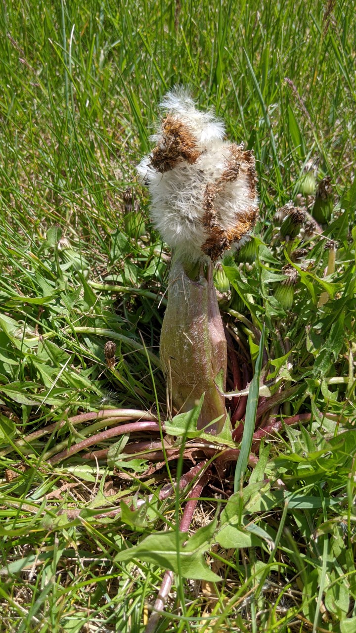 Image of a deformed dandelion plant