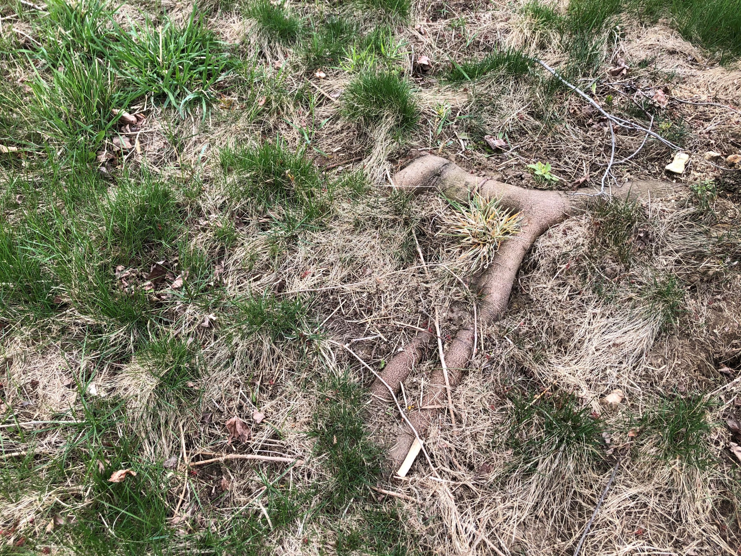 Image of lawn with surface roots