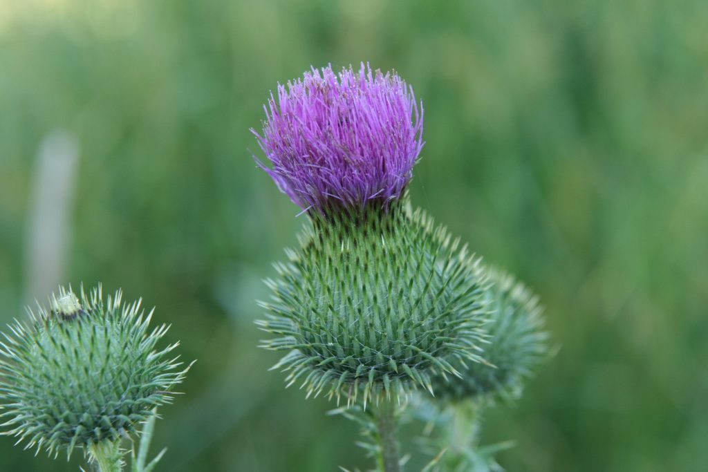 Bull Thistle – Cirsium vulgare