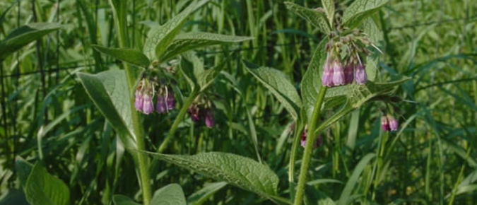 Wisconsin Weed Identification: Comfrey – Symphytum officinale