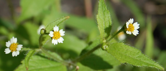 Wisconsin Weed Identification: Galinsoga – Galinsoga quadriradiata