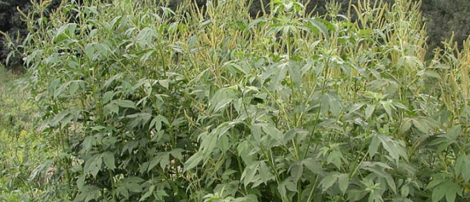 Wisconsin Weed Identification: Giant Ragweed – Ambrosia trifida