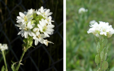 Hoary Alyssum - Berteroa incana