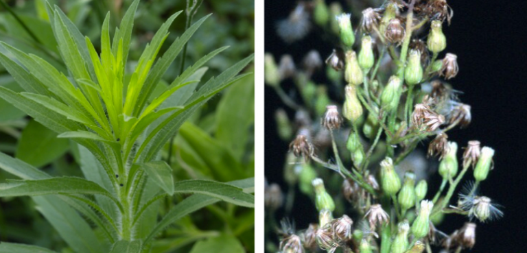 Horseweed (Marestail) – Conyza canadensis – Wisconsin Horticulture