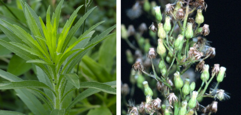 Image of Horseweed (Conyza canadensis) perennial weed