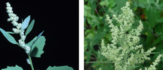 Wisconsin Weed Identification: Common Lambsquarters – Chenopodium album