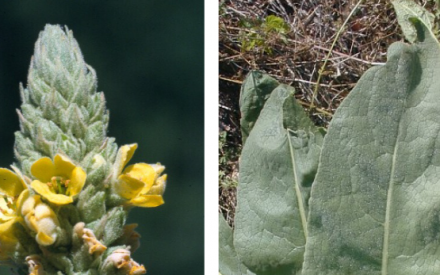 Common Mullein - Verbascum thapsus