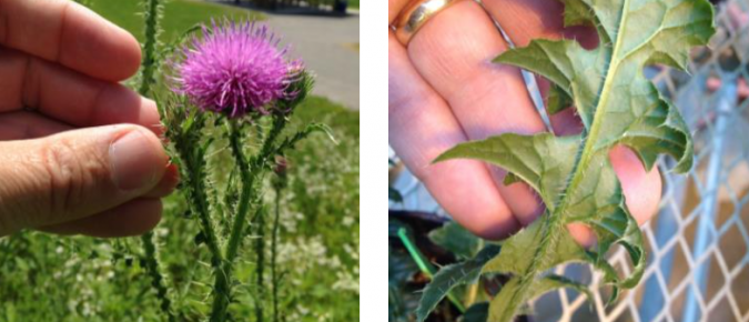 Wisconsin Weed Identification: Plumeless Thistle