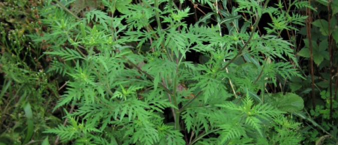 Wisconsin Weed Identification: Common Ragweed – Ambrosia artemisiifolia