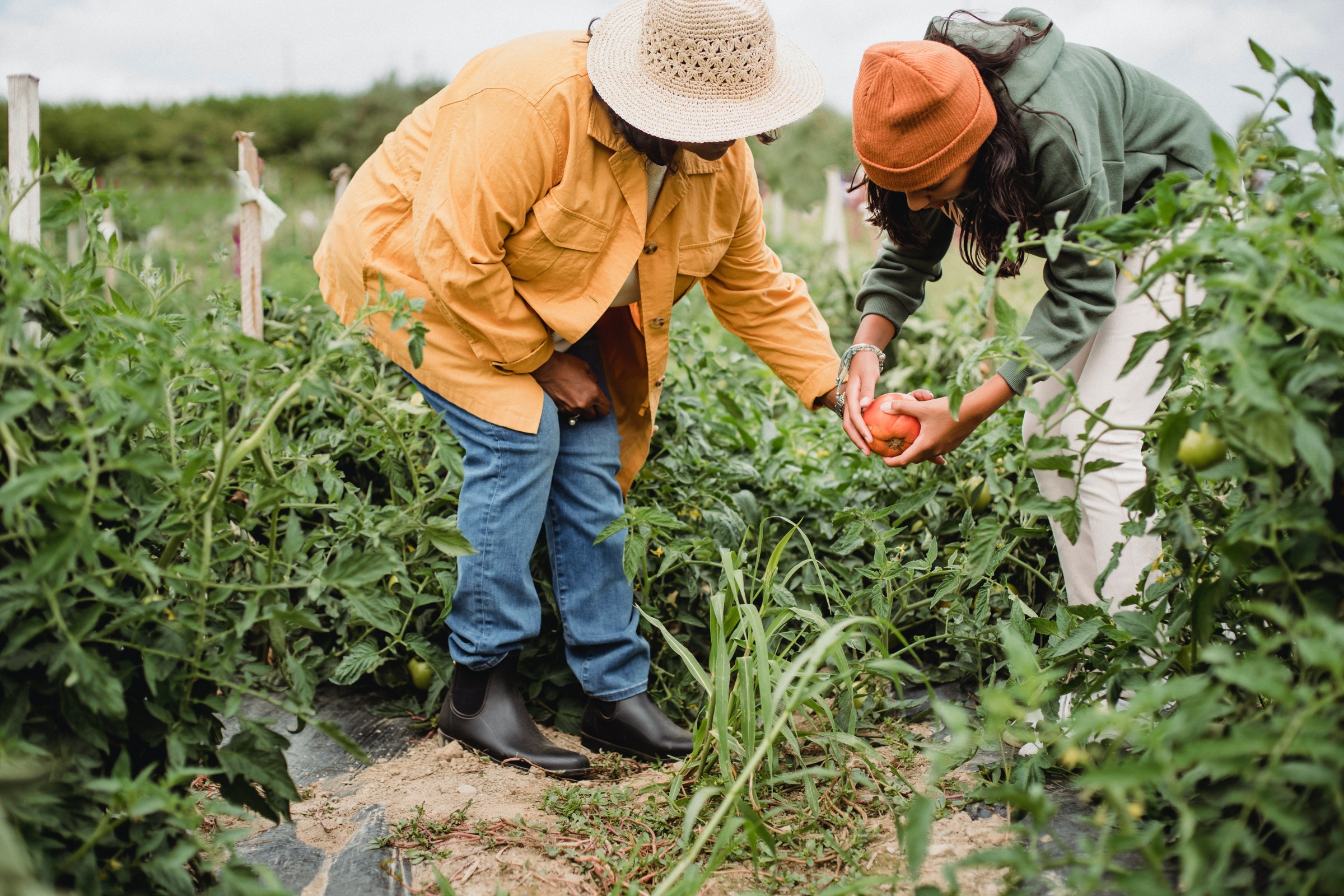 Image of two people gardening; provided by https://www.pexels.com/@zen-chung