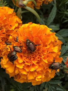 An image of Japanese Beetles on a flower