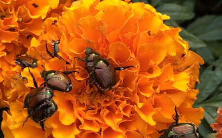 Japanese beetle season picks up in Wisconsin