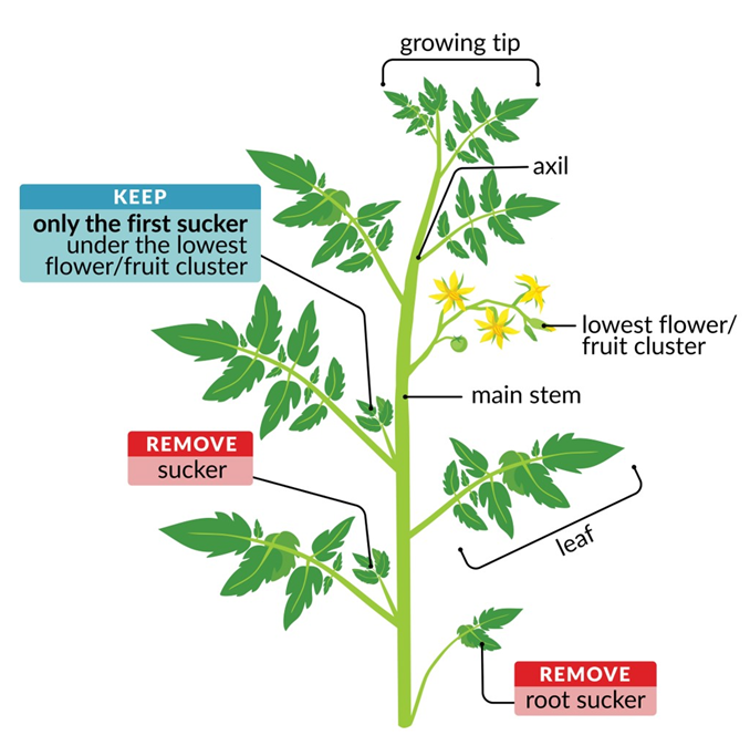 Tomato Pruning Wisconsin Horticulture