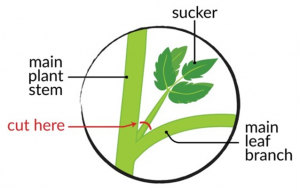 Tomato Pruning – Wisconsin Horticulture