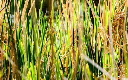 Now’s a great time to fertilize your lawn