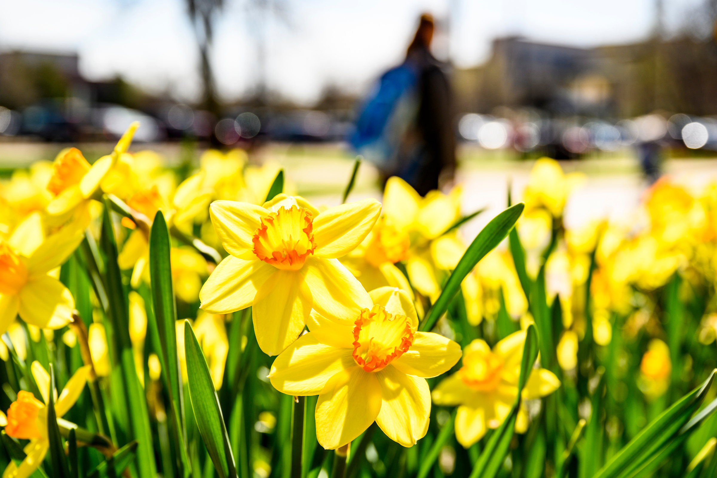 Wisconsin Spring Bulbs Background Plant Bulbs Now for Spring Color – Wisconsin Horticulture