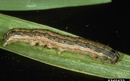 Fall Armyworms: A Late Season Surprise