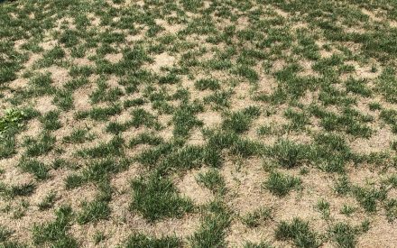 Over-seeding Lawn in Autumn