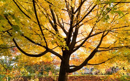 Leave the Leaves. To rake or not to rake?