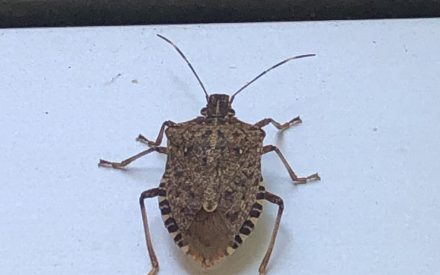 How do deal with these little stinkers getting into your home: Brown Marmorated Stink Bug