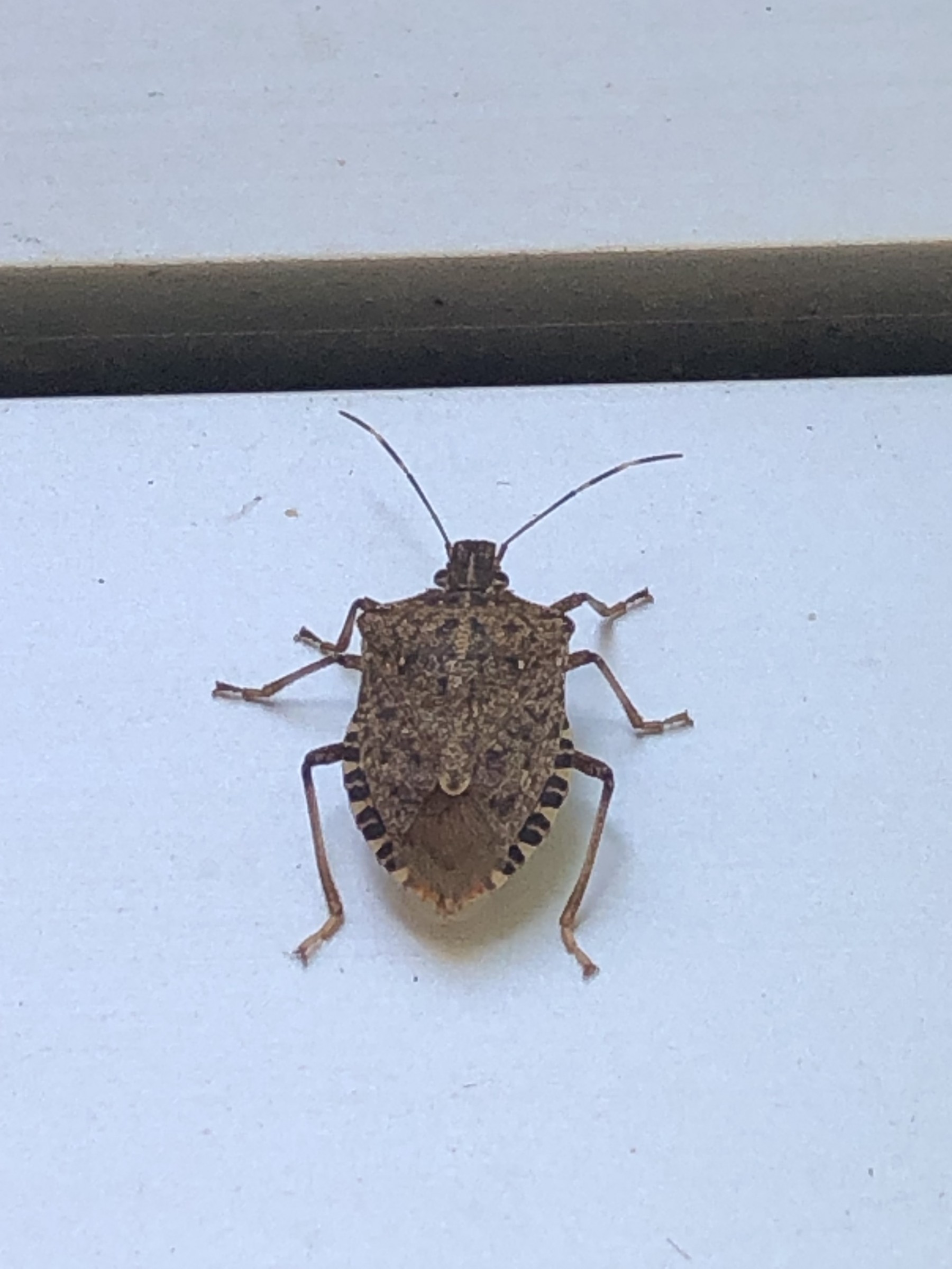 Image of brown marmorated stick bug