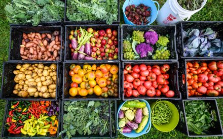 Preparing the vegetable garden for winter