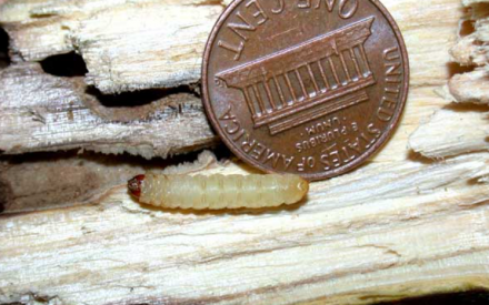 Image of viburnum borer larva beside a penny for scale