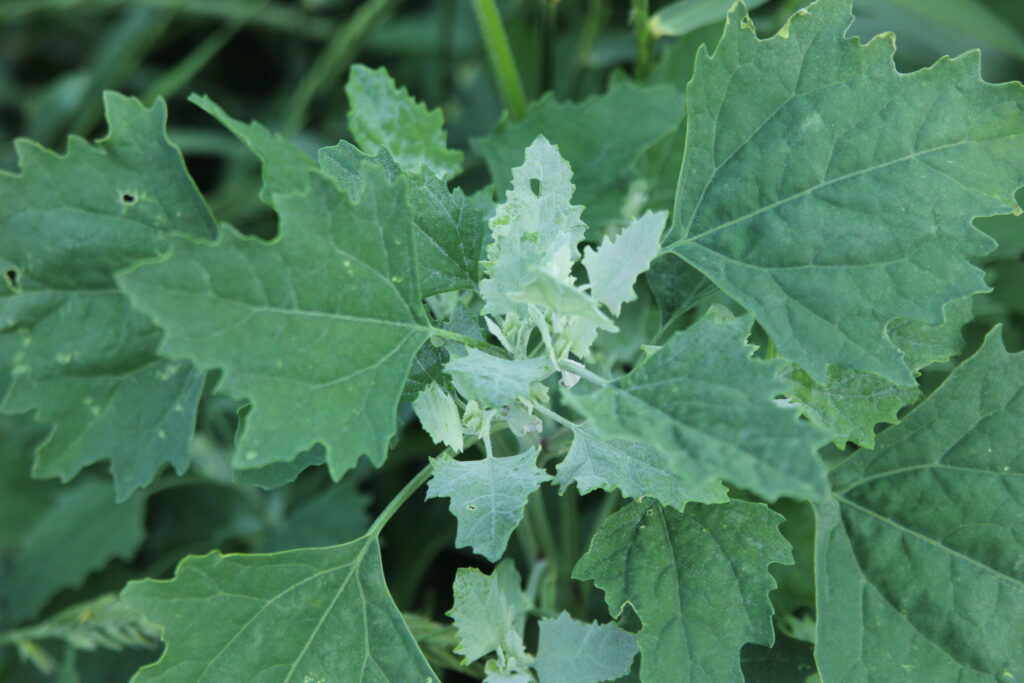 Common Weed Seedlings of the North Central States