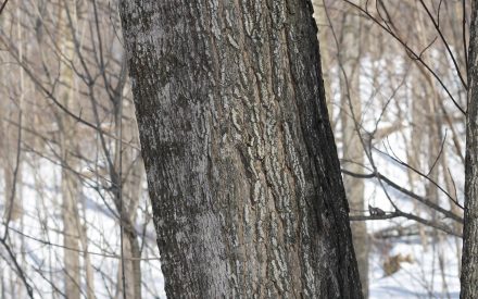 Image of sugar maple trunk in winter